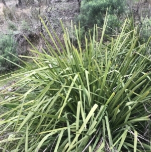 Lomandra longifolia at Watson, ACT - 28 Aug 2022 01:52 PM