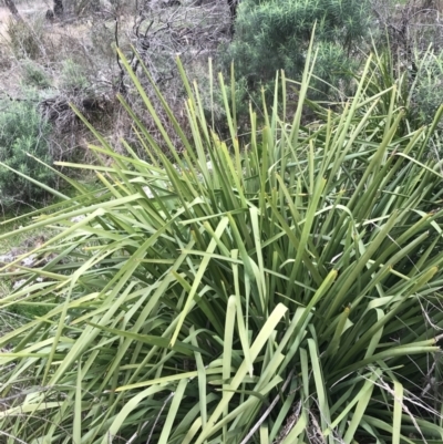 Lomandra longifolia (Spiny-headed Mat-rush, Honey Reed) at Watson, ACT - 28 Aug 2022 by Tapirlord