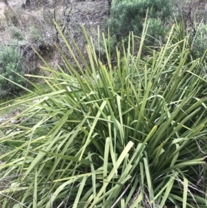 Lomandra longifolia at Watson, ACT - 28 Aug 2022 01:52 PM