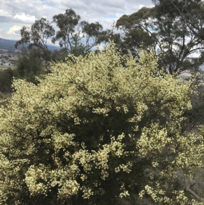 Acacia genistifolia (Early Wattle) at Mount Majura - 28 Aug 2022 by Tapirlord