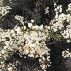 Acacia genistifolia at Watson, ACT - 28 Aug 2022