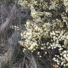 Acacia genistifolia at Watson, ACT - 28 Aug 2022