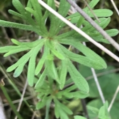 Geranium retrorsum (Grassland Cranesbill) at Mount Majura - 28 Aug 2022 by Tapirlord