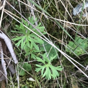 Geranium retrorsum at Watson, ACT - 28 Aug 2022 01:49 PM