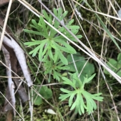 Geranium retrorsum at Watson, ACT - 28 Aug 2022 01:49 PM