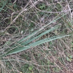 Dianella revoluta var. revoluta at Hackett, ACT - 28 Aug 2022