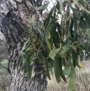 Muellerina eucalyptoides at Hackett, ACT - 28 Aug 2022