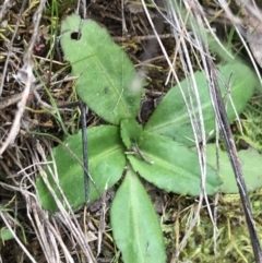 Solenogyne dominii at Hackett, ACT - 28 Aug 2022 01:44 PM