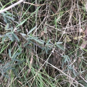 Glycine clandestina at Hackett, ACT - 28 Aug 2022