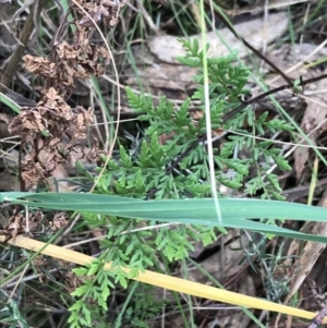 Cheilanthes austrotenuifolia at Hackett, ACT - 28 Aug 2022