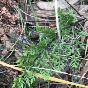 Cheilanthes austrotenuifolia at Hackett, ACT - 28 Aug 2022