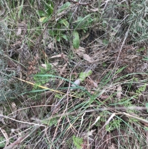 Cheilanthes austrotenuifolia at Hackett, ACT - 28 Aug 2022