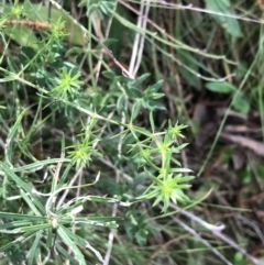 Asperula conferta (Common Woodruff) at Hackett, ACT - 28 Aug 2022 by Tapirlord