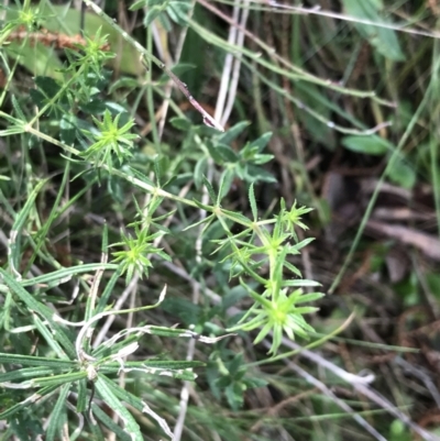 Asperula conferta (Common Woodruff) at Mount Majura - 28 Aug 2022 by Tapirlord