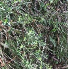 Asperula conferta at Hackett, ACT - 28 Aug 2022