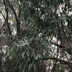 Eucalyptus goniocalyx (Bundy Box) at Mount Majura - 28 Aug 2022 by Tapirlord