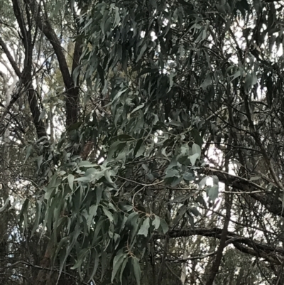 Eucalyptus goniocalyx (Bundy Box) at Hackett, ACT - 28 Aug 2022 by Tapirlord