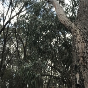 Eucalyptus goniocalyx at Hackett, ACT - 28 Aug 2022