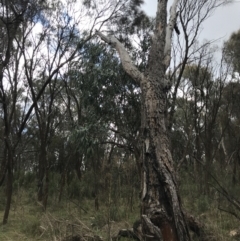 Eucalyptus goniocalyx at Hackett, ACT - 28 Aug 2022