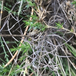 Stellaria pungens at Hackett, ACT - 28 Aug 2022 01:23 PM