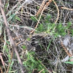 Stellaria pungens at Hackett, ACT - 28 Aug 2022