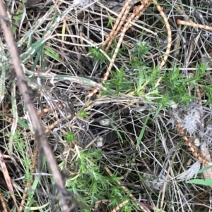 Stellaria pungens at Hackett, ACT - 28 Aug 2022 01:23 PM