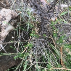 Stellaria pungens at Hackett, ACT - 28 Aug 2022