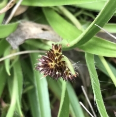 Luzula densiflora (Dense Wood-rush) at Hackett, ACT - 28 Aug 2022 by Tapirlord