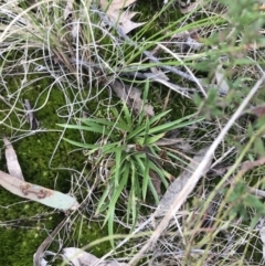 Luzula densiflora at Hackett, ACT - 28 Aug 2022