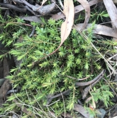 Styphelia humifusum (Cranberry Heath) at Hackett, ACT - 28 Aug 2022 by Tapirlord