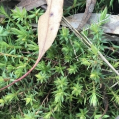 Styphelia humifusum at Hackett, ACT - 28 Aug 2022