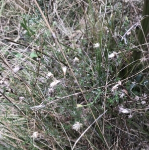 Vittadinia cuneata var. cuneata at Hackett, ACT - 28 Aug 2022