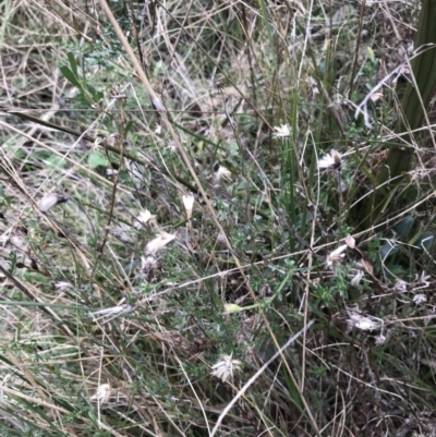 Vittadinia cuneata var. cuneata (Fuzzy New Holland Daisy) at Mount Majura - 28 Aug 2022 by Tapirlord