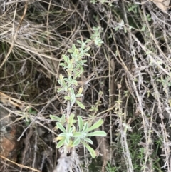 Vittadinia gracilis (New Holland Daisy) at Mount Majura - 28 Aug 2022 by Tapirlord
