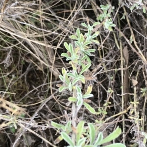 Vittadinia gracilis at Hackett, ACT - 28 Aug 2022