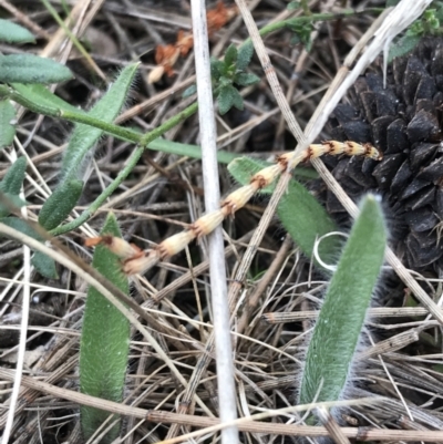 Caladenia actensis (Canberra Spider Orchid) at Hackett, ACT by Tapirlord