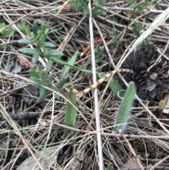 Caladenia actensis at suppressed - suppressed