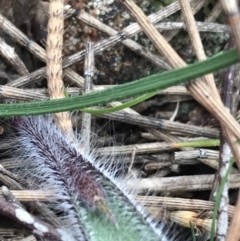 Caladenia actensis at suppressed - suppressed