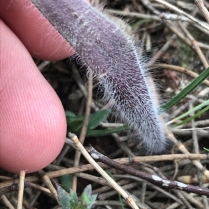 Caladenia actensis at suppressed - suppressed