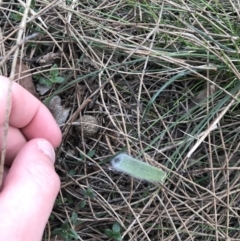 Caladenia actensis at suppressed - suppressed