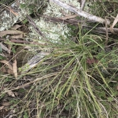 Lomandra filiformis subsp. coriacea at Hackett, ACT - 28 Aug 2022