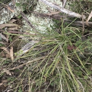 Lomandra filiformis subsp. coriacea at Hackett, ACT - 28 Aug 2022 12:59 PM