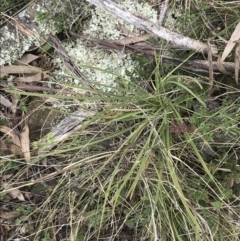Lomandra filiformis subsp. coriacea at Hackett, ACT - 28 Aug 2022