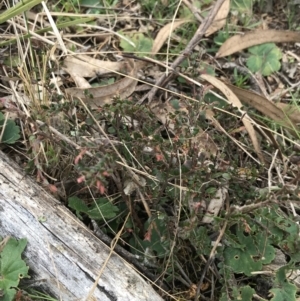 Bossiaea buxifolia at Hackett, ACT - 28 Aug 2022 12:59 PM