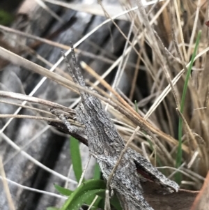 Coryphistes ruricola at Hackett, ACT - 28 Aug 2022 12:59 PM