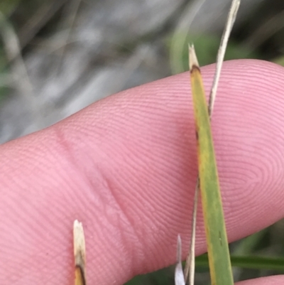 Lomandra filiformis subsp. filiformis (Wattle Matrush) at Hackett, ACT - 28 Aug 2022 by Tapirlord