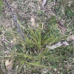 Lomandra filiformis subsp. filiformis at Hackett, ACT - 28 Aug 2022