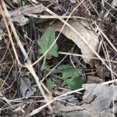 Convolvulus angustissimus subsp. angustissimus (Australian Bindweed) at Mount Majura - 28 Aug 2022 by Tapirlord