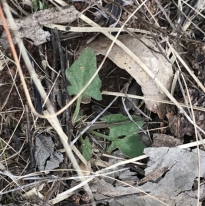 Convolvulus angustissimus subsp. angustissimus at Hackett, ACT - 28 Aug 2022