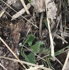 Convolvulus angustissimus subsp. angustissimus at Hackett, ACT - 28 Aug 2022 12:57 PM